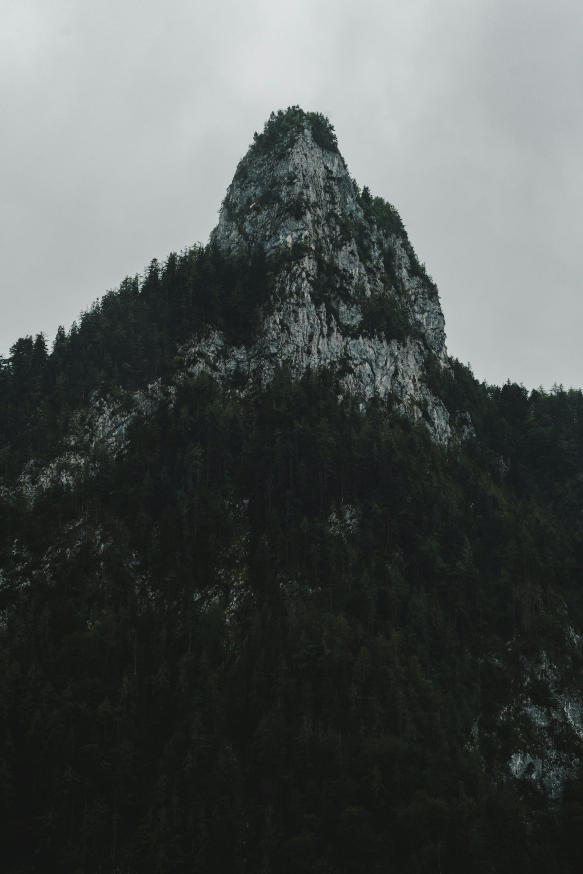 trees and mountain